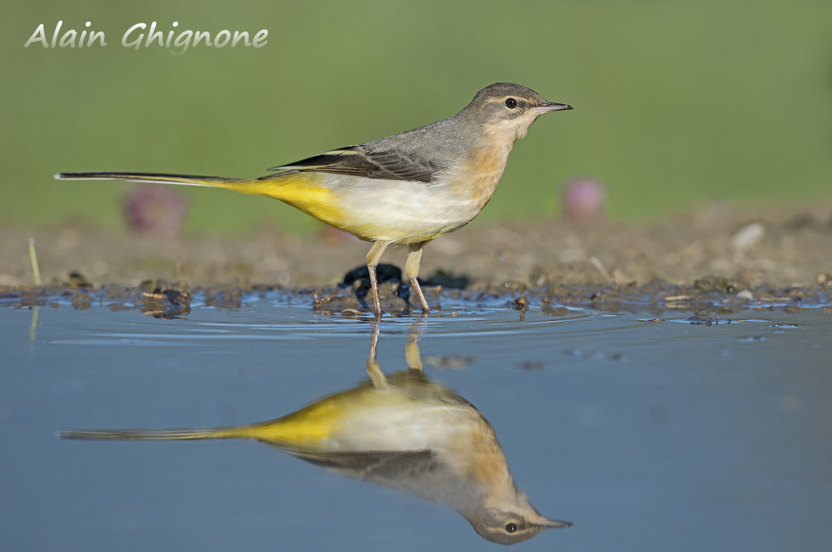 reportage ballerina gialla ...